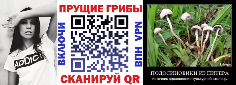 купить наркотики цена  Новопавловск  Псилоцибиновые грибы Magic Shrooms 